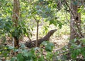 Eye-level shot of a Komodo Dragon animal lying on the ground in trees Royalty Free Stock Photo