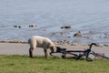 Eye-level shot of a lamb next to a bicycle on the seashore
