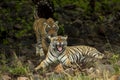 eye level shot of mother wild female bengal tiger or panthera tigris snarls with her cub closeup giving warning sign with eye Royalty Free Stock Photo