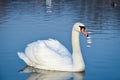 Eye-level shot of a single beautiful white swan floating on a calm water surfac Royalty Free Stock Photo
