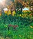 Eye-level shot of a wild aggressive cheetah in a dense jungle