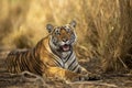 Eye level shot of wild female bengal tiger or tigress close up or portrait with eye contact in hot summer season safari at