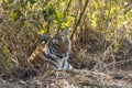 eye level shot of wild female bengal tiger or tigress or panthera tigris close up or portrait eye contact in cold winter season