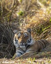 eye level shot of wild female bengal tiger or tigress or panthera tigris close up or portrait eye contact in cold winter season