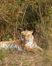 eye level shot of wild female bengal tiger or tigress or panthera tigris close up or portrait with eye contact in winter season