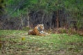 eye level shot of wild male bengal tiger or panthera tigris close up with eye contact in winter season safari natural green