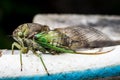 Eye level side view of Annual Cicada, North American Cicadidae, head body and wings resting on garden hose
