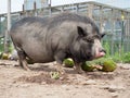 Black Pot Belly Pig With Long Bristles Royalty Free Stock Photo