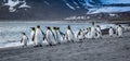 Eye level view of flock of King penguins walking on the water`s edge in St. Andrews Bay Royalty Free Stock Photo