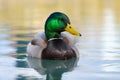 Eye level view of a male mallard duck with head turned