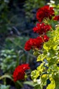 Eye-level view of red geranium flowers blooming in sunlight in the garden Royalty Free Stock Photo