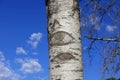 Eye of a birch tree Royalty Free Stock Photo