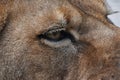 Eye of the lioness extreme close up Royalty Free Stock Photo