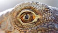 closeup of the eye of a lizard, macro photography of this cold blood reptilian animal Royalty Free Stock Photo