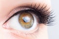 Eye with long eyelashes close-up. Eyelash lamination, extensions, cosmetology, ophthalmology concept Royalty Free Stock Photo