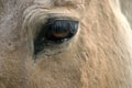 Eye and long lashes of a brown horse, color photo.