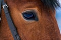 Eye macro brown thoroughbred horse