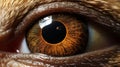 Super Realistic Otter Eye: Close-up Image In The Style Of John Wilhelm