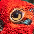 The eye of a male pheasant as a background