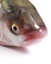 Eye and mouth of carp fish on a white background. Royalty Free Stock Photo