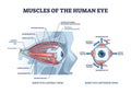 Eye muscles detailed anatomical description with medical lens outline diagram