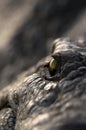 Eye of a Nile Crocodile close up Royalty Free Stock Photo