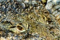 Eye of a Nile crocodile Royalty Free Stock Photo