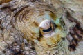 Eye of Octopus Royalty Free Stock Photo