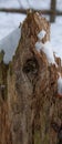 The eye of an old dead tree trunk Royalty Free Stock Photo