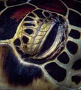 eye of an old sea turtle closeup Royalty Free Stock Photo