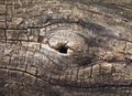 Eye in an Old Tree Trunk Royalty Free Stock Photo