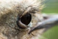 Eye ostrich