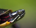 Eye of a Painted Turtle Royalty Free Stock Photo