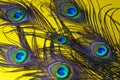 eye pattern of peacock,peacock feathers on yellow,peacock tail,five peacock tail on yellow background,bird patterns,peacock Royalty Free Stock Photo