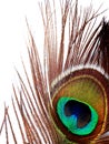 Eye of peacock - detail