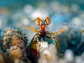Mantis Shrimp Eye eye