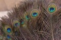 The eye of the peacock feather is thought by many to be the harbinger of good luck at the Aarti in Varanasi.