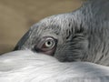 Eye of the pelican Royalty Free Stock Photo