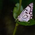 An Eye of a Pioneer Butterfly Royalty Free Stock Photo