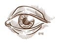 Eye pupil and iris eyelid and eyeball with lashes isolated sketch Royalty Free Stock Photo