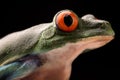 Eye of the red eyed tree frog