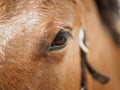 Eye of a red horse close up Royalty Free Stock Photo