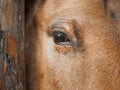 Eye of a red horse close up Royalty Free Stock Photo