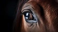 Eye of red horse with mane on dark background. Royalty Free Stock Photo