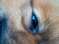 The eye of a red spitz. Royalty Free Stock Photo