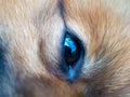 The eye of a red spitz. Royalty Free Stock Photo