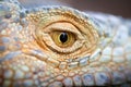 Eye reptile closeup