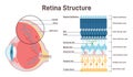 Eye retina anatomy. Human vision organ cross section anatomical Royalty Free Stock Photo