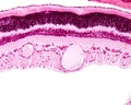 Eye. Retina layers