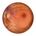 Eye retina, scientific illustration